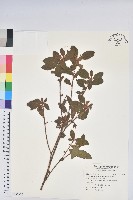 藏品(金毛杜鵑)的圖片