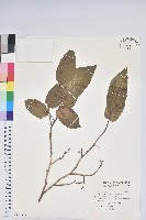 藏品(南燭)的圖片