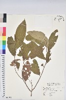 藏品(刺杜密)的圖片