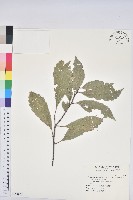 藏品(青剛櫟、鐵椆)的圖片