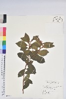 藏品(金毛杜鵑)的圖片