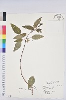 藏品(白臼)的圖片