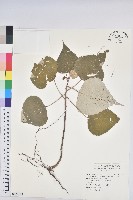 藏品(白匏子)的圖片