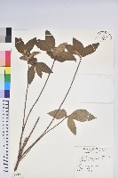 藏品(埔里杜鵑)的圖片