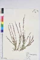 藏品(彩萼石楠)的圖片