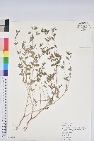 藏品(斑地錦)的圖片