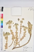 藏品(驢尾大戟)的圖片