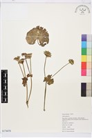 藏品(驢蹄草)的圖片