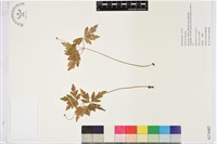 藏品(木質銀蓮花、蔭蔽銀蓮花)的圖片