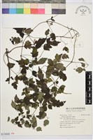 藏品(串鼻龍)的圖片