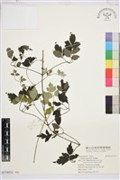 藏品(串鼻龍)的圖片