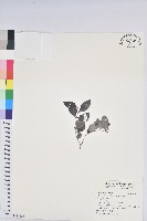 藏品(黑面神)的圖片