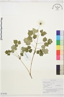 藏品(高山鐵線蓮)的圖片