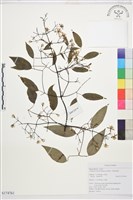 藏品(柱果鐵線蓮)的圖片