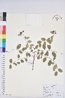 藏品(多花油柑、白仔)的圖片