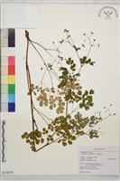 藏品(玉山唐松草)的圖片