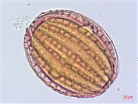 藏品(曲莖馬藍)的圖片