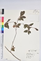 藏品(金毛杜鵑)的圖片