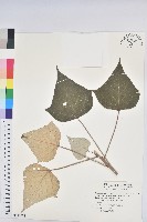 藏品(白匏子)的圖片