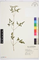 藏品(串鼻龍)的圖片