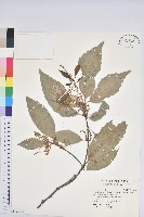 藏品(青剛櫟、鐵椆)的圖片