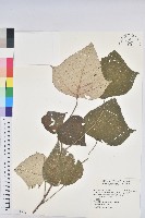 藏品(白匏子)的圖片