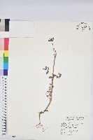 藏品(飛揚草)的圖片