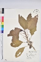 藏品(假鐵莧)的圖片