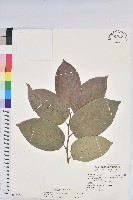 藏品(紅頭五月茶)的圖片