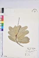 藏品(蘭嶼土沉香)的圖片