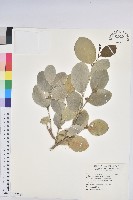 藏品(白樹仔)的圖片