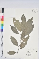 藏品(臺灣苦櫧)的圖片