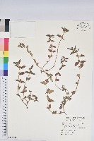 藏品(飛揚草)的圖片