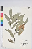 藏品(火燒柯、栲樹)的圖片