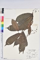 藏品()的圖片