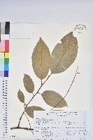 藏品(南燭)的圖片