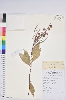 藏品(雲南假木荷)的圖片