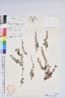 藏品(銅錢葉白珠)的圖片