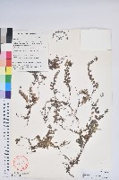藏品(銅錢葉白珠)的圖片