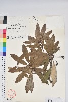 藏品(光蕊杜鵑花)的圖片