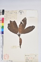 藏品(大白杜鵑)的圖片