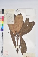 藏品(大白杜鵑)的圖片