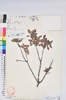 藏品(一朵花杜鵑)的圖片