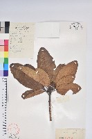 藏品(大白杜鵑)的圖片