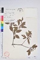 藏品(毛葉吊鐘花)的圖片