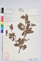 藏品(毛葉吊鐘花)的圖片