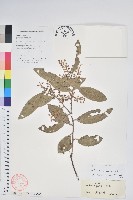 藏品(芳香白珠)的圖片