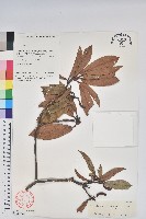 藏品(蜡葉杜鵑)的圖片
