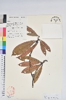 藏品(蜡葉杜鵑)的圖片