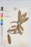 藏品(蜡葉杜鵑)的圖片